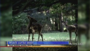 Deer