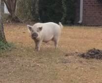 20211213sumterpig