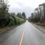 Kcso Trees 2