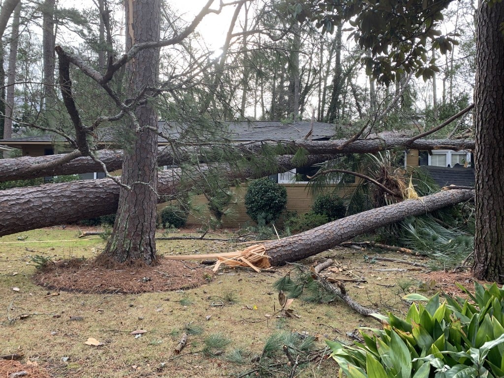 Cola Fire Downed Trees 103