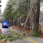 Kcso Tree In Road