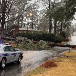 Statler Road Tree Down