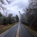 Kcso Trees 1