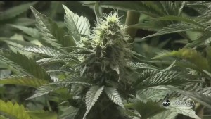 Sc Med Marijuana Alex Pkg