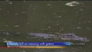 Gator Bill
