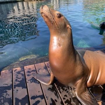 Riverbanks Zoo & Gardens Say Goodbye To One Of Their Residents - ABC ...