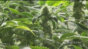 Medical Marijuana Pkg Alex