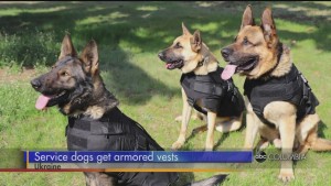 Ukraine Service Dogs