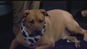 Pet Of The Week Lexington Co.