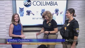 Pet Of The Week Lexington County