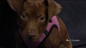 Indie Pet Of The Week Columbia
