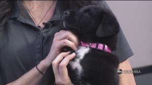 Columbia Pet Of The Week