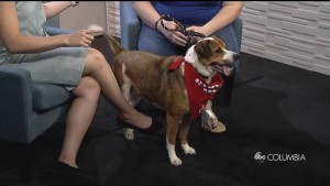 Pet Of The Week Leila