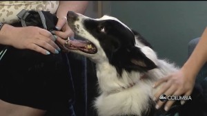 Pet Of The Week Wade