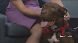 Pet Of The Week Leroy