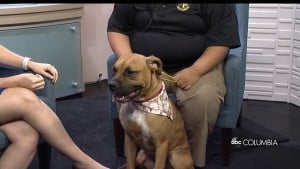 Pet Of The Week Baymax