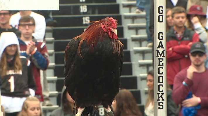 South Carolina Announces New Name For Live Mascot - ABC Columbia