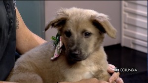 Pet Of The Week Lily