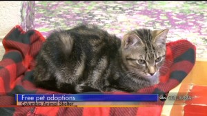 Columbia Animal Services Hosting Free Pet Adoptions Event