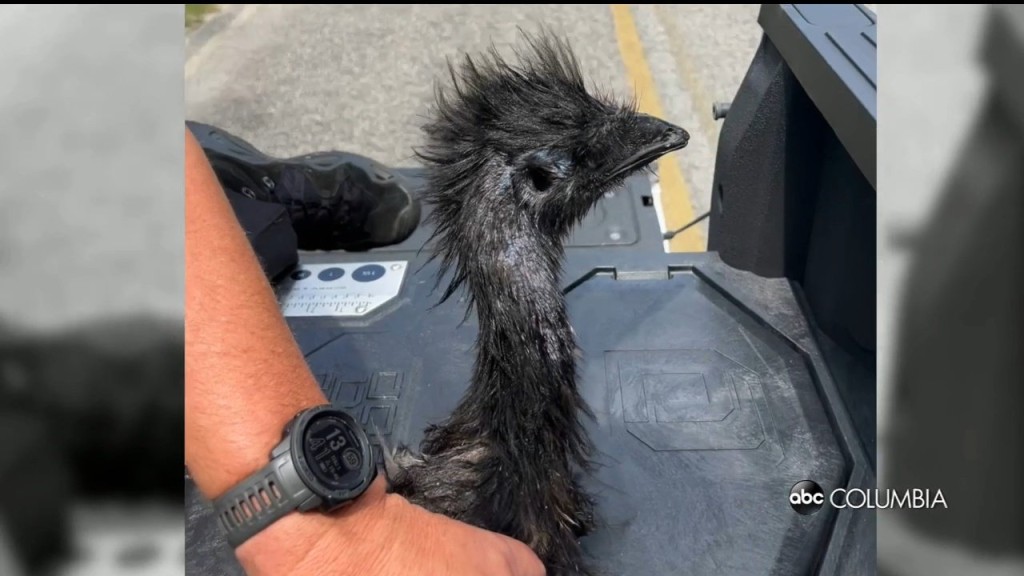Missing Emu Returned Home By Local Deputy