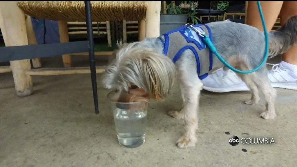 Pet Care Costs High Due To Inflation