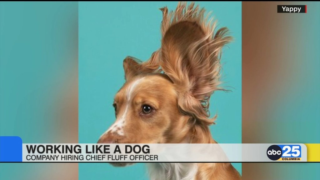 Working Like A Dog Hiring Chief Fluff Officer