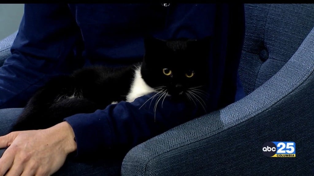 Pet Of The Week Clementine