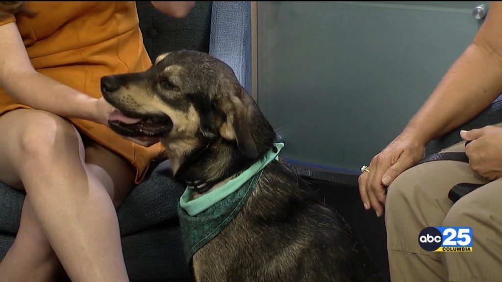 Pet Of The Week Thunder