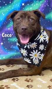 Coco