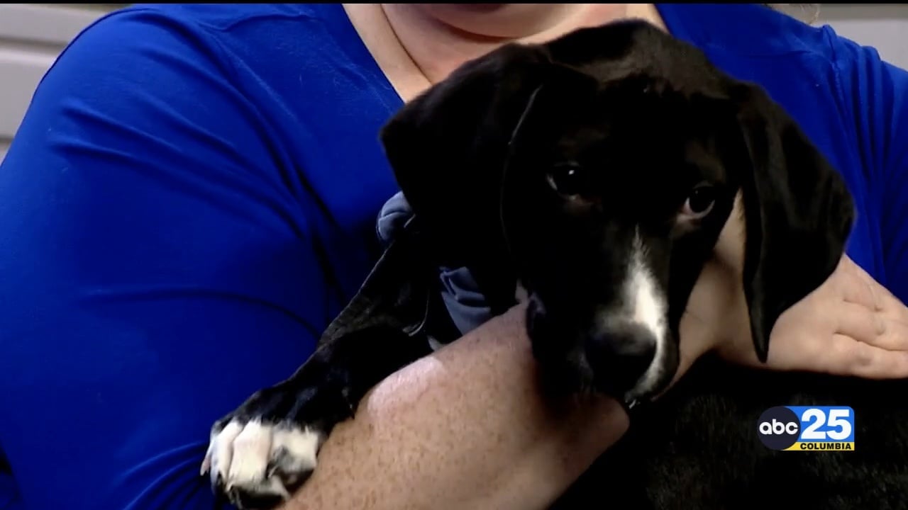 Pet of the Week: Declan! - ABC Columbia