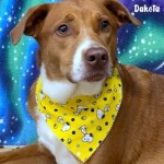 Dakota