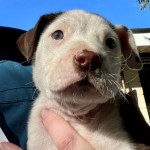 Keiki
