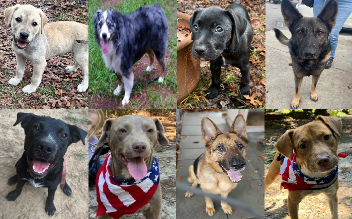 20221114pups