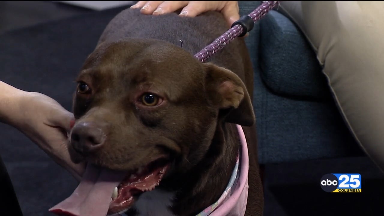 Pet of the Week: Bebe Rexha! - ABC Columbia