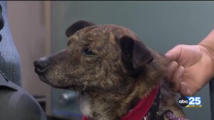 Levi Pet Of The Week