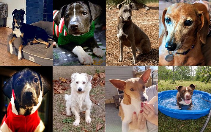 20221212pups