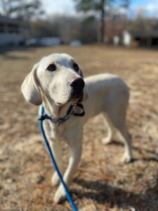 Jake