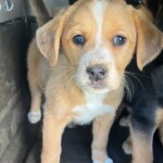 Penny