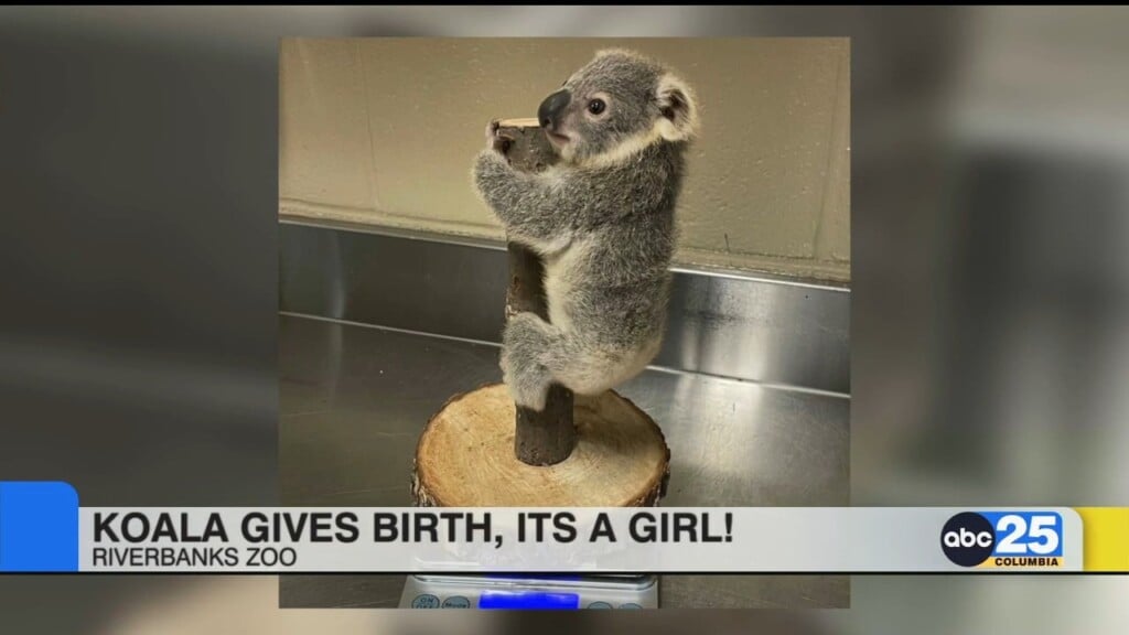 Riverbanks Zoo: Koala Gives Birth, It’s A Girl!