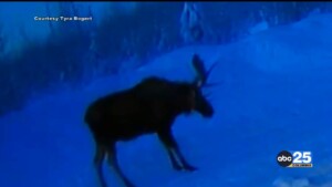 Caught On Camera: Giant Moose Sheds Its Antlers