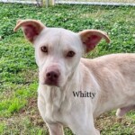 Whitty