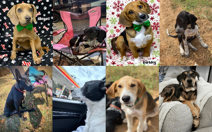 20221215pups