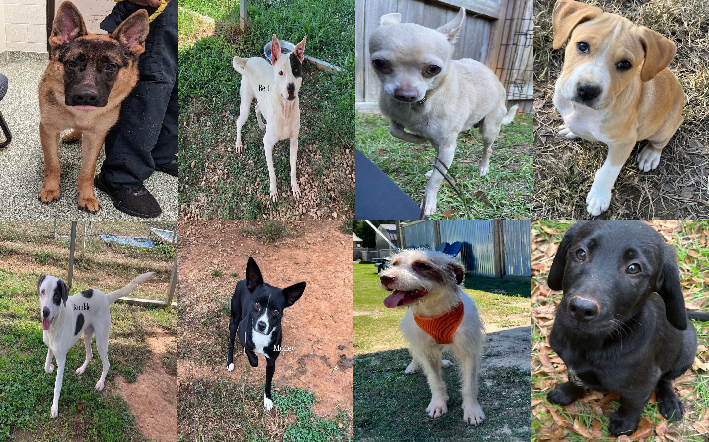 20221207pups