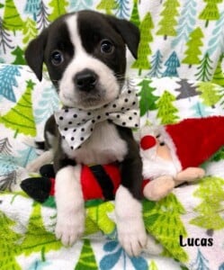 Lucas