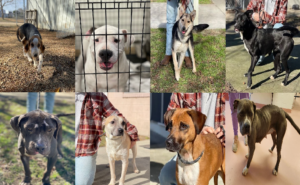 20221229pups