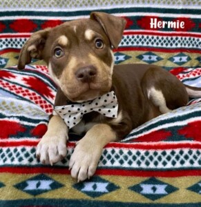 Hermie