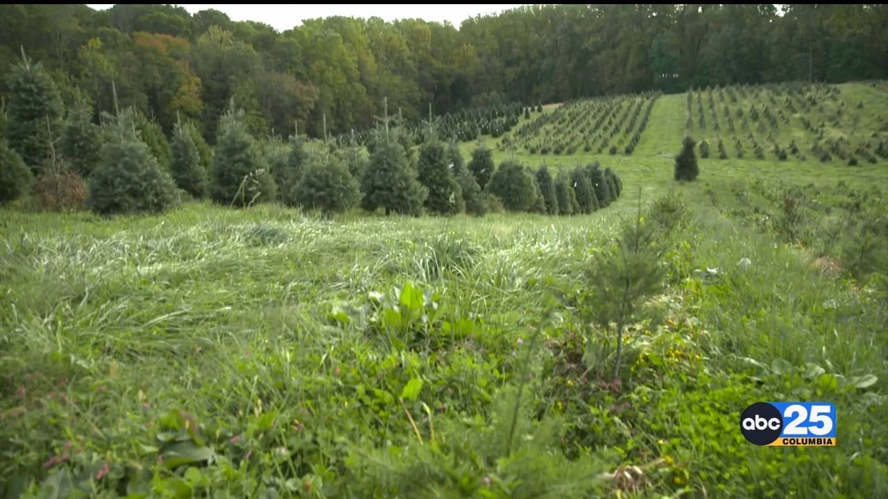 Christmas tree sales up 515 compared to 2021 ABC Columbia