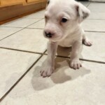 Blitzen