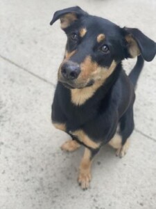 Tia