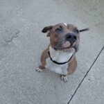 Knox